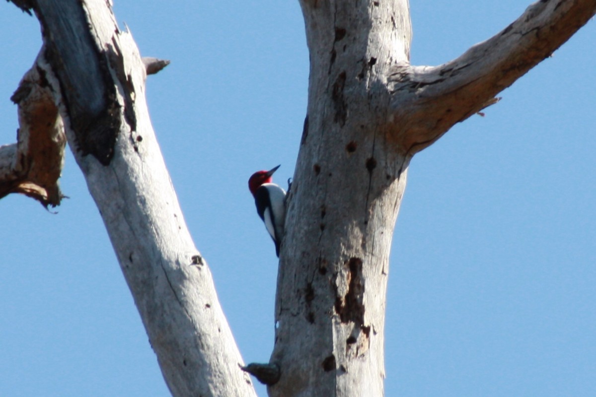 Red-headed Woodpecker - ML420512951