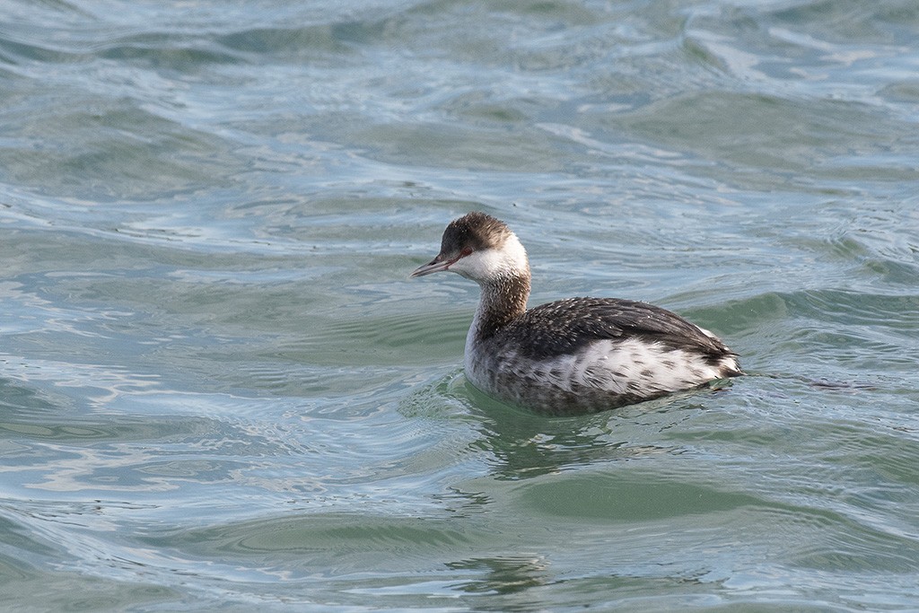 Horned Grebe - ML420513781