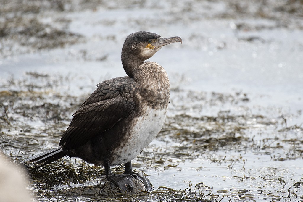 Great Cormorant - ML420514161