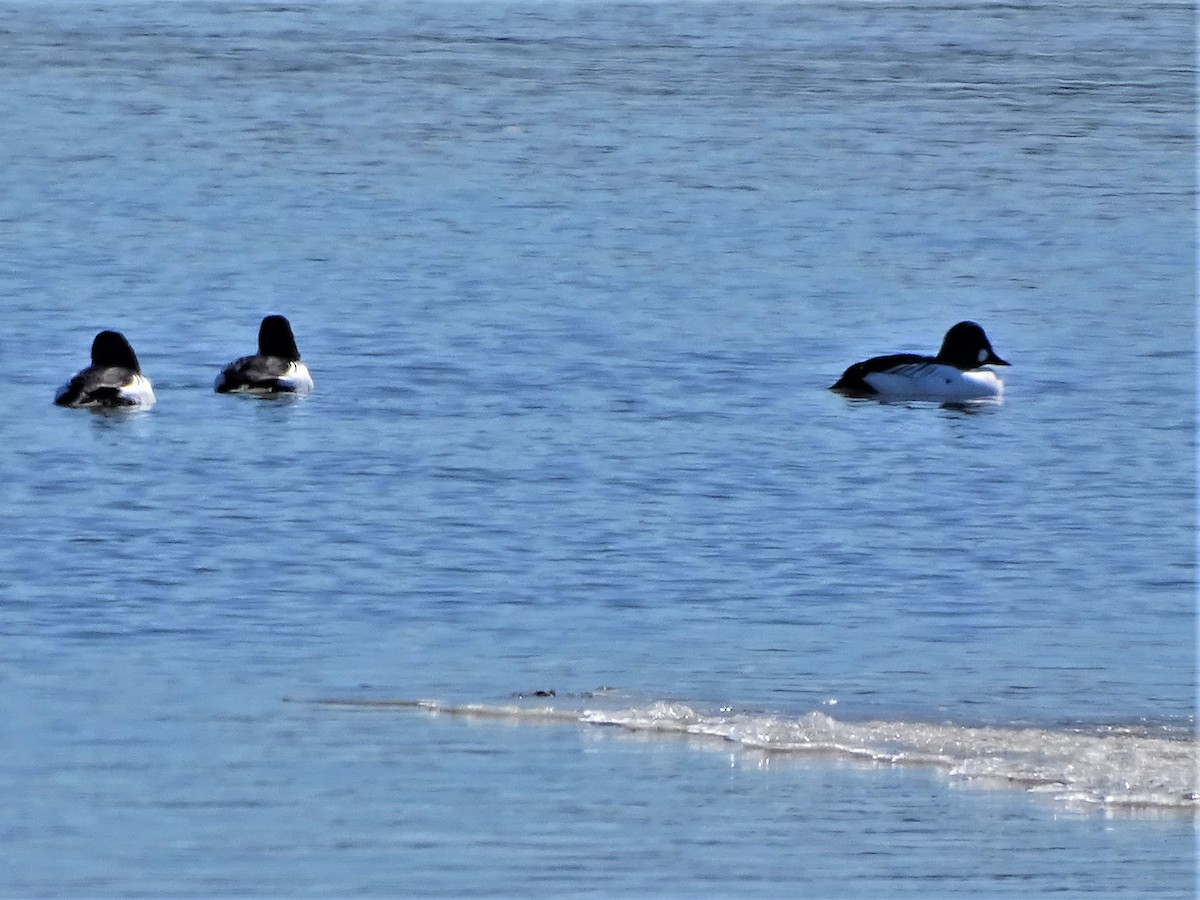 Common Goldeneye - ML420514741