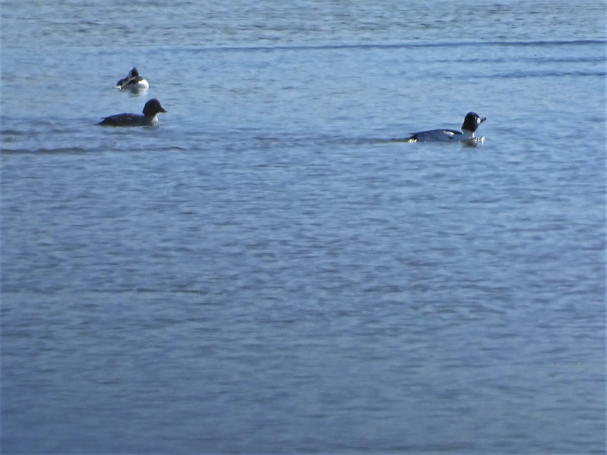 Common Goldeneye - ML420514761