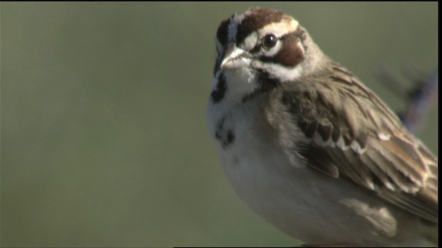 Lark Sparrow - ML420515