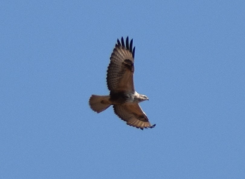 Long-legged Buzzard (Northern) - ML420515591