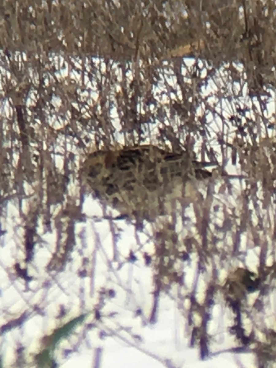 Lapland Longspur - ML42051691