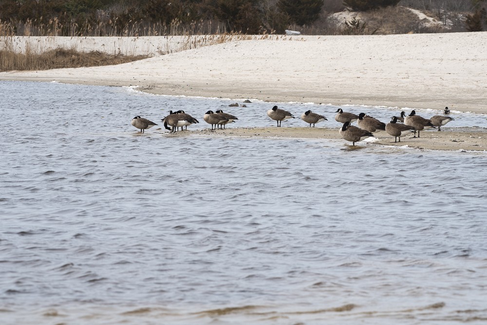 Canada Goose - ML420516941