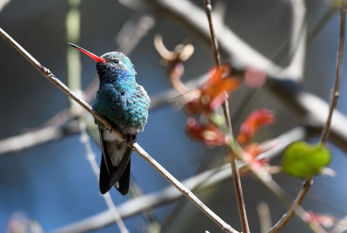 Broad-billed Hummingbird - ML420517001