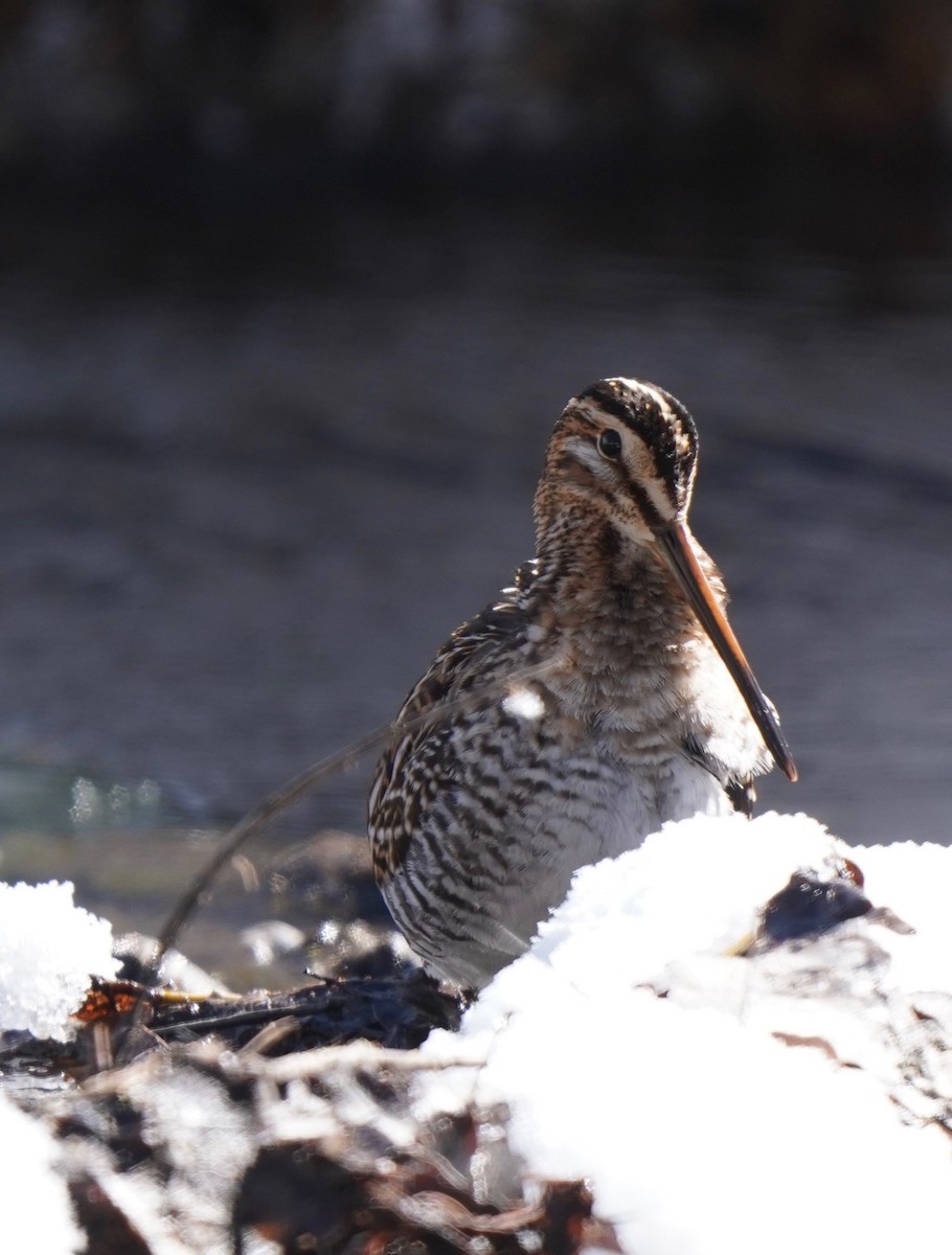 Wilson's Snipe - Sibylle Hechtel