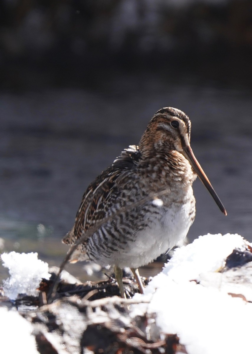 Wilson's Snipe - Sibylle Hechtel