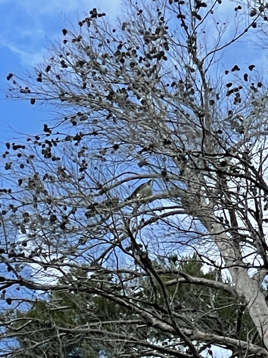 Short-tailed Hawk - ML420519111