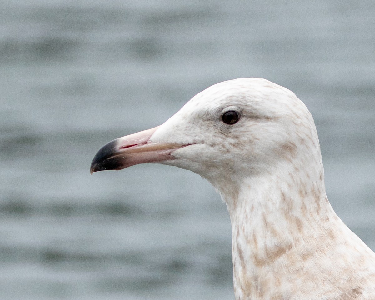 Glaucous Gull - ML420519711