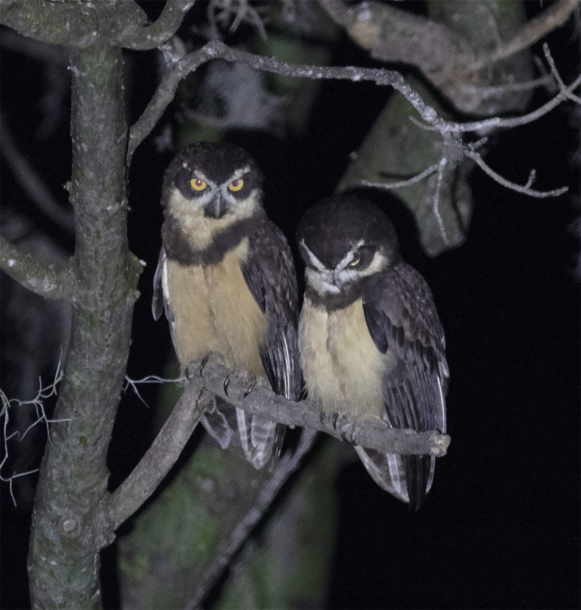 Spectacled Owl - ML420519721