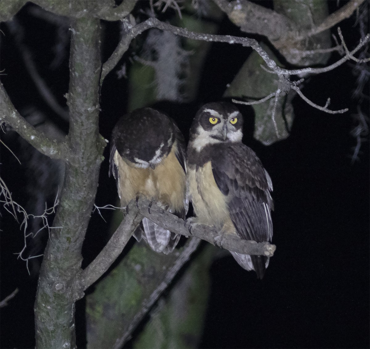 Spectacled Owl - ML420519781