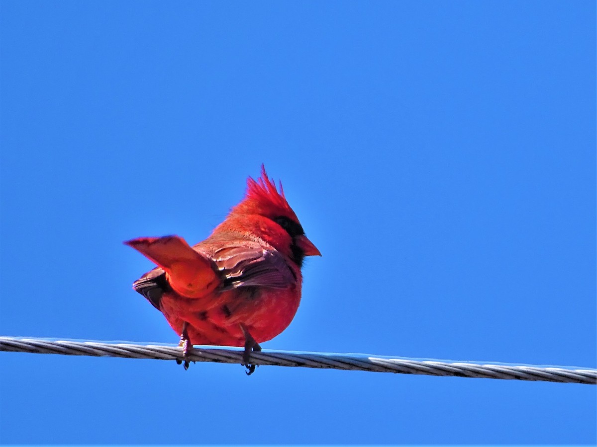 Northern Cardinal - ami horowitz