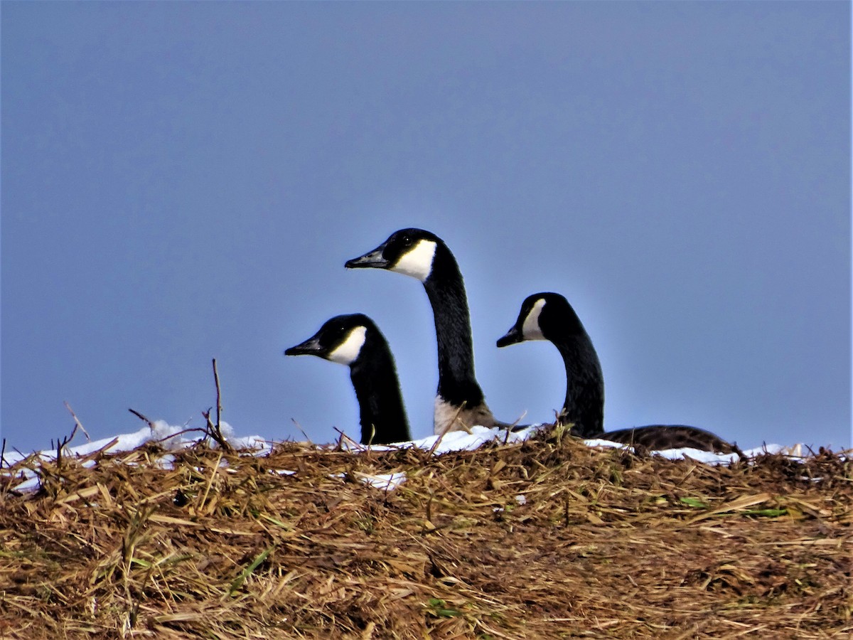 Canada Goose - ML420520541