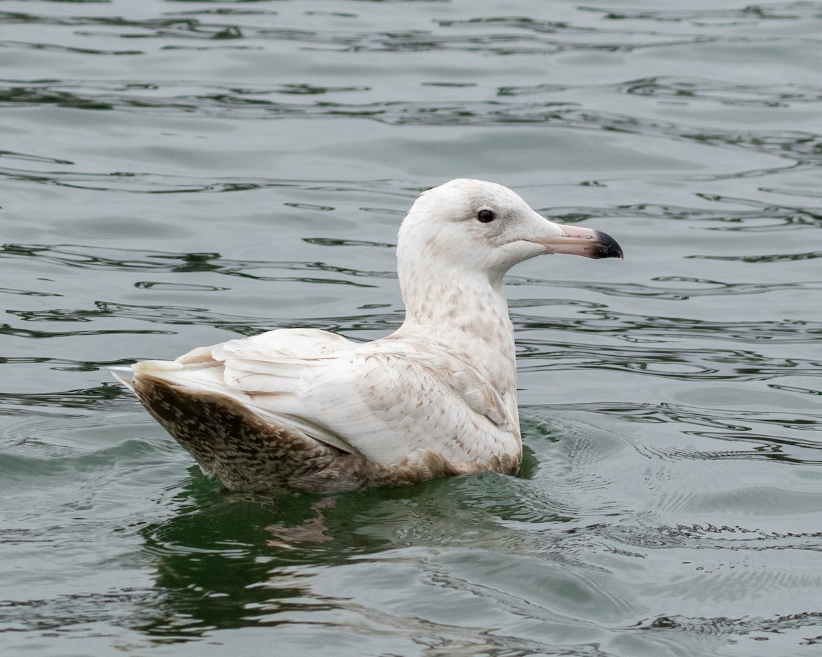 Glaucous Gull - Philip Kline