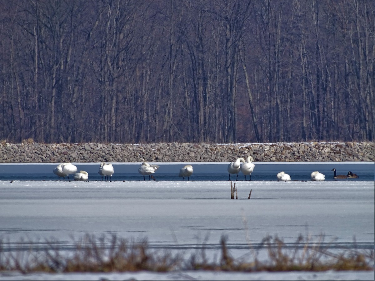 Tundra Swan - ML420520681