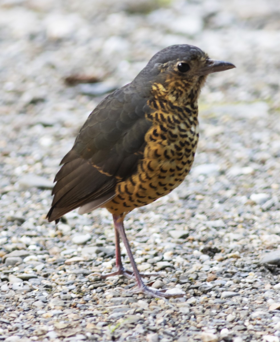 Undulated Antpitta - ML420520821