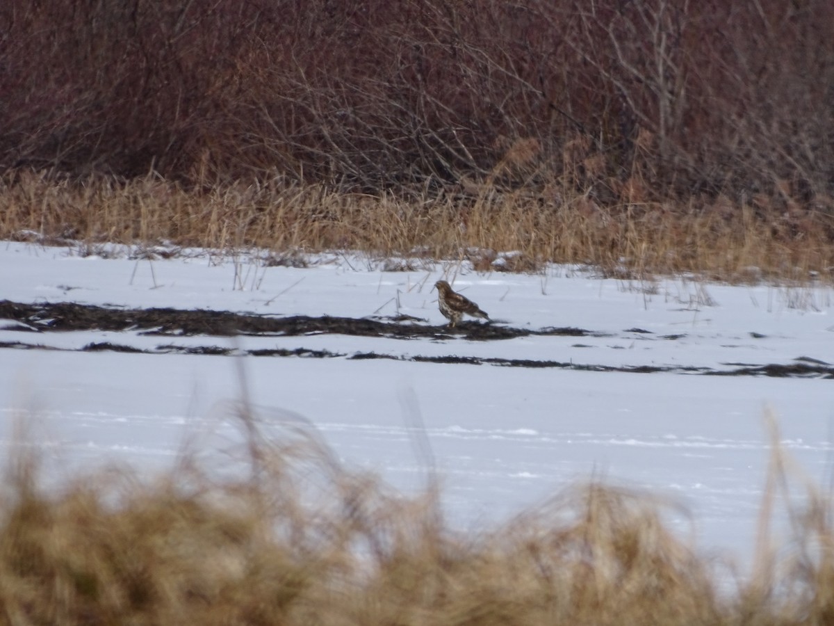 Accipitridae sp. (hawk sp.) - ML420521071