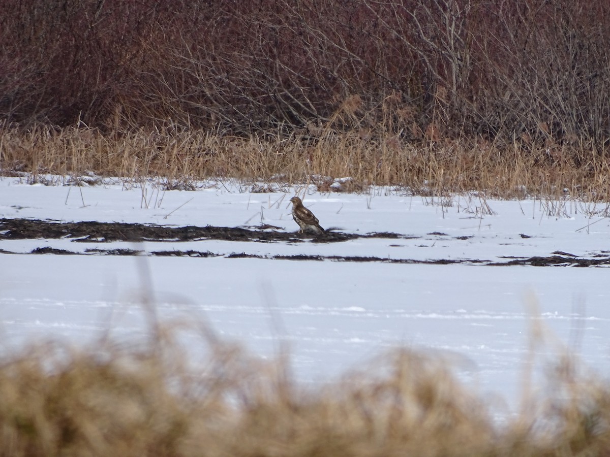 Accipitridae sp. (hawk sp.) - ML420521081