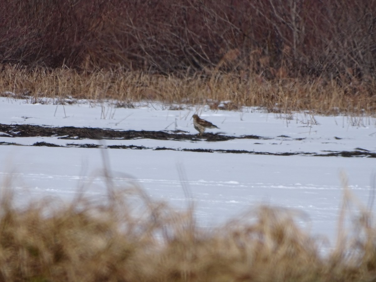 Accipitridae sp. (hawk sp.) - ML420521121