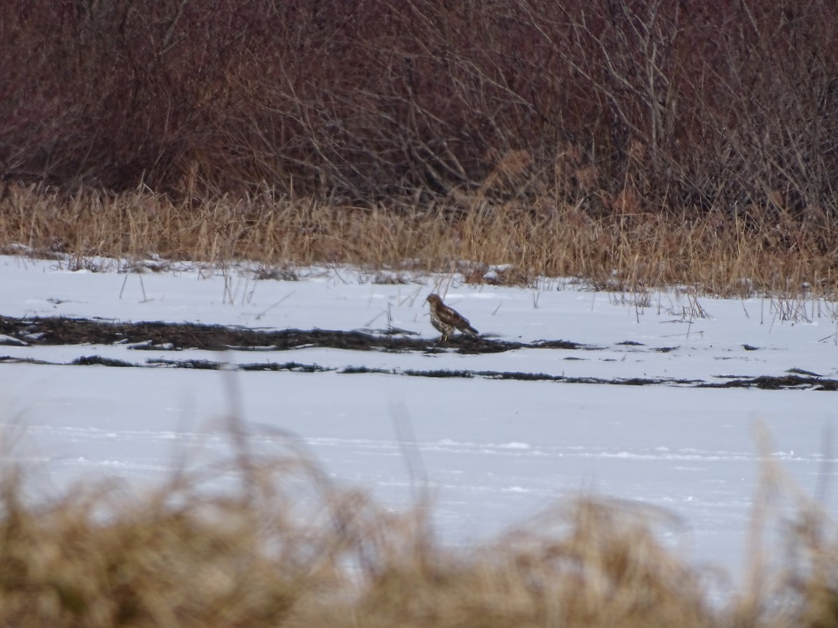 Accipitridae sp. (hawk sp.) - ML420521141