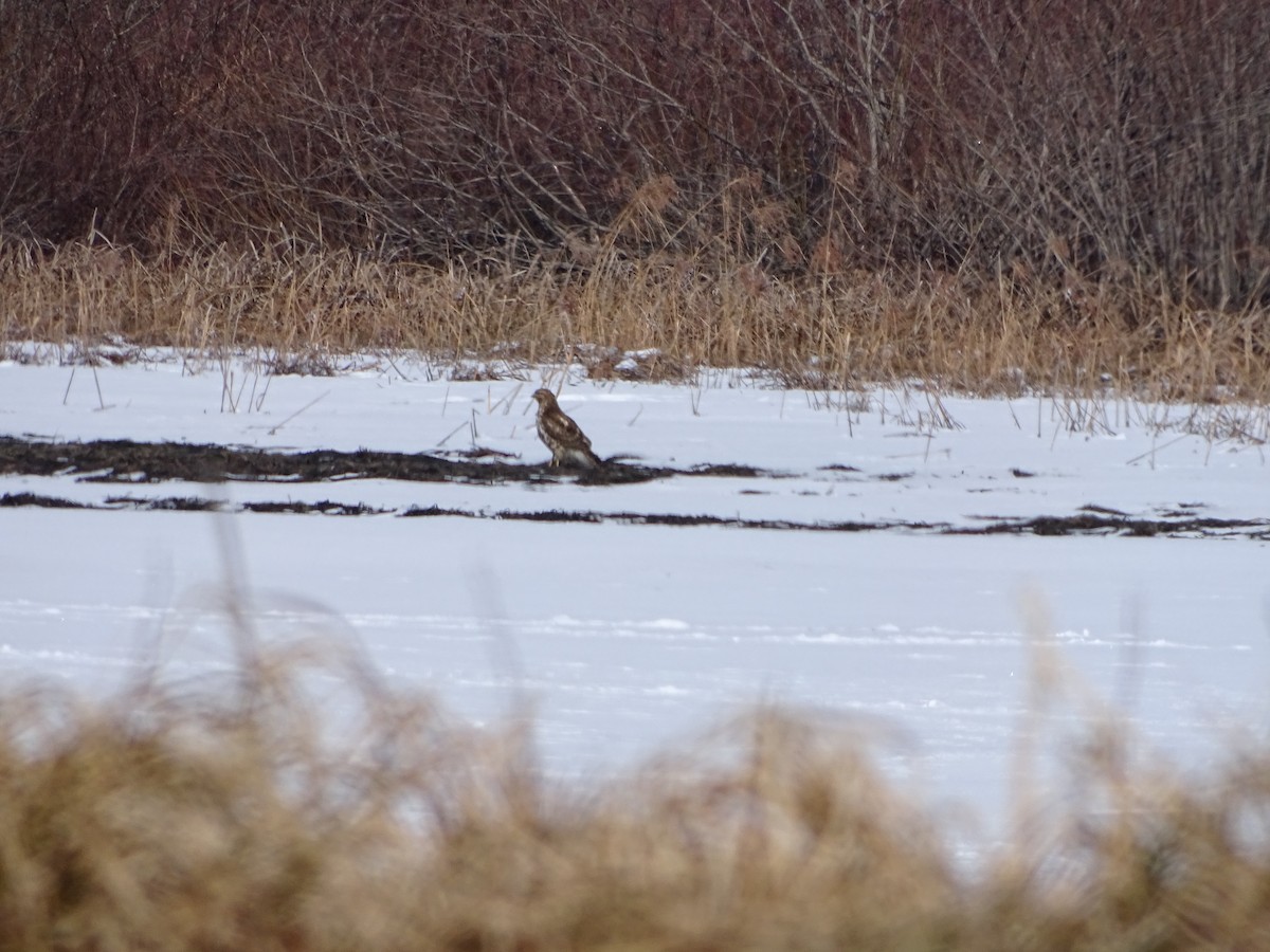 Accipitridae sp. (hawk sp.) - ML420521171