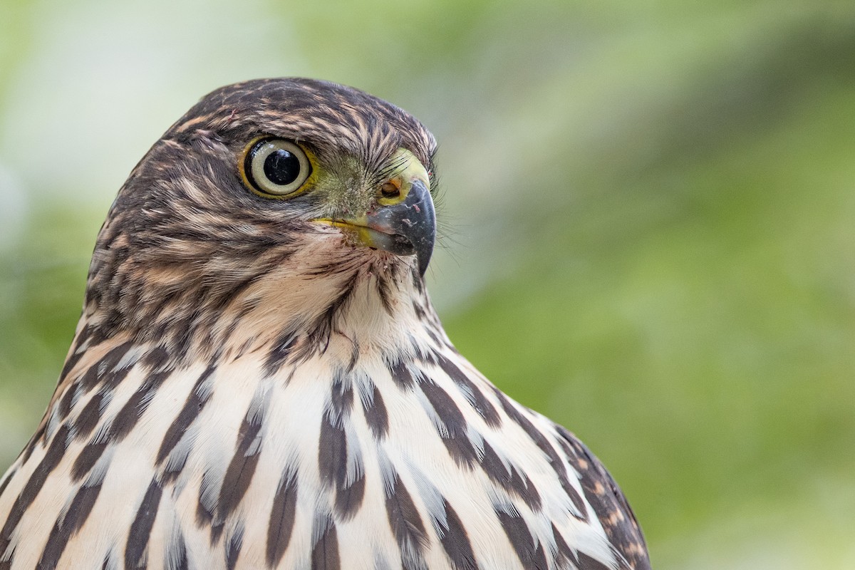 Chilean Hawk - ML420521771