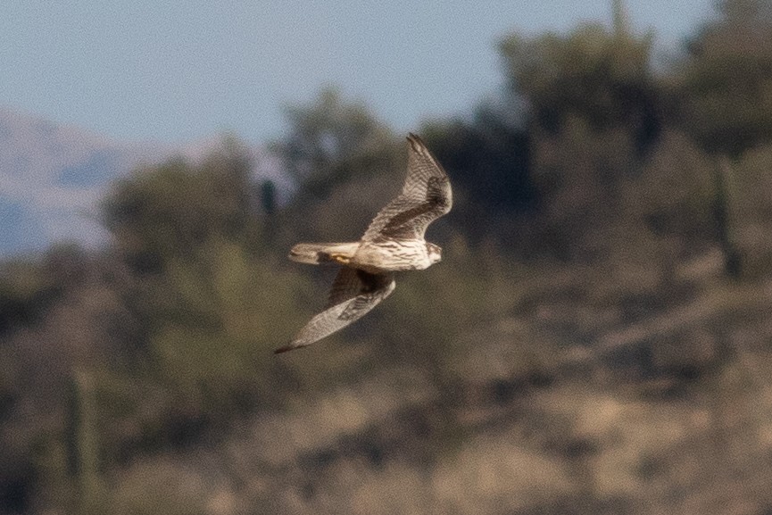 Prairie Falcon - Timothy Graves