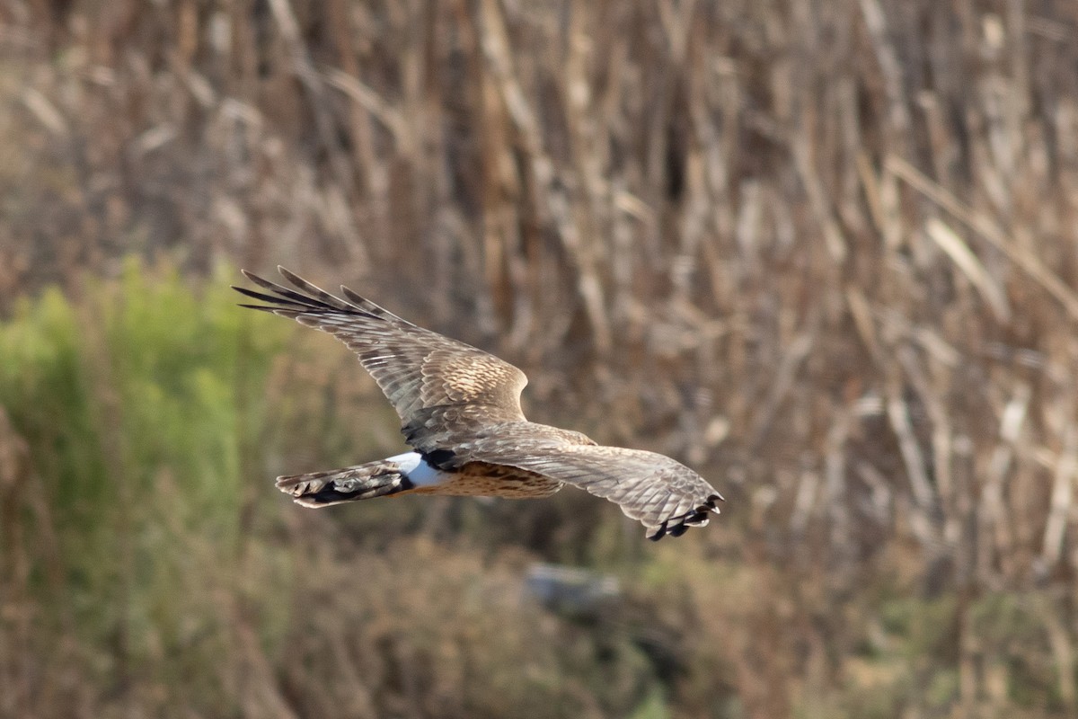 Northern Harrier - Timothy Graves