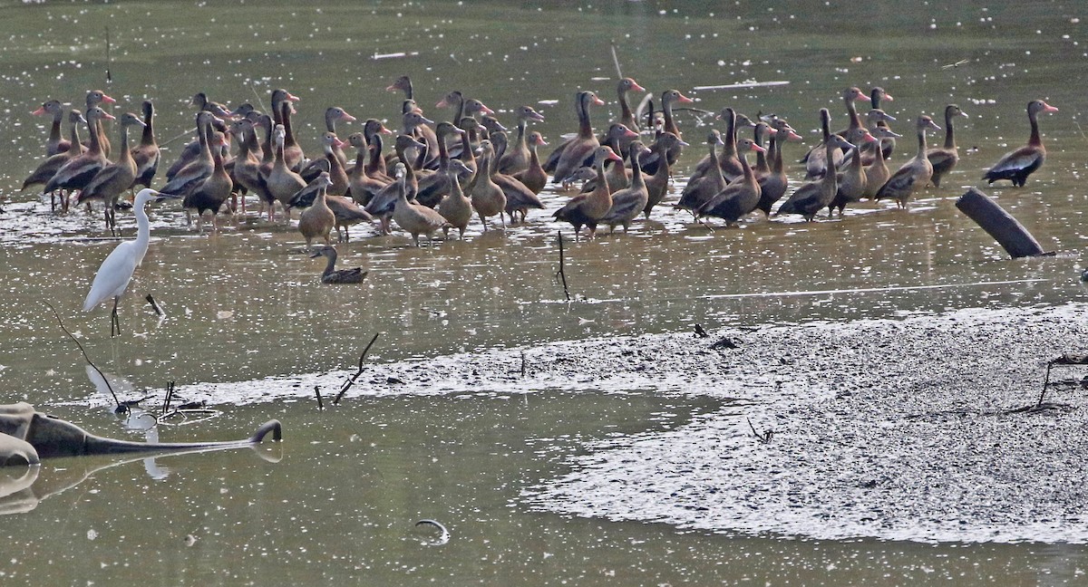 Black-bellied Whistling-Duck - ML420524261