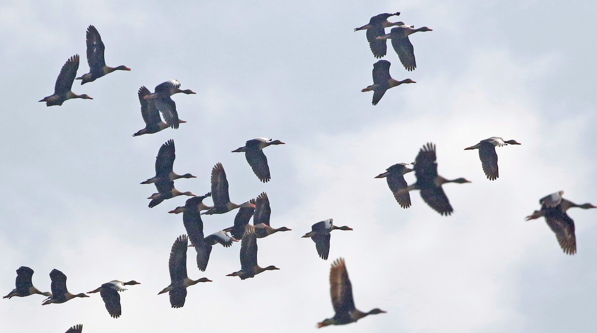 Black-bellied Whistling-Duck - ML420524331