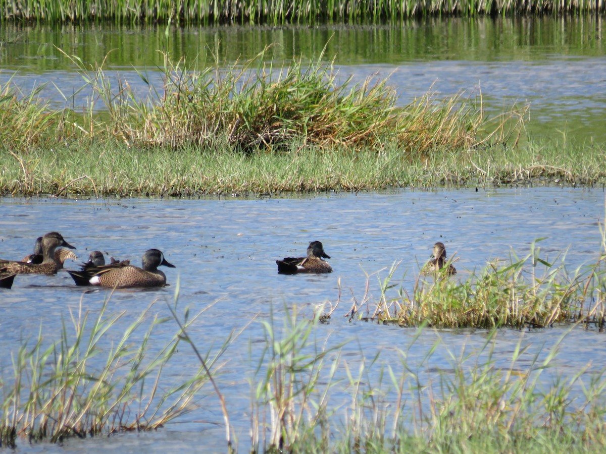 Blue-winged Teal - ML420524851