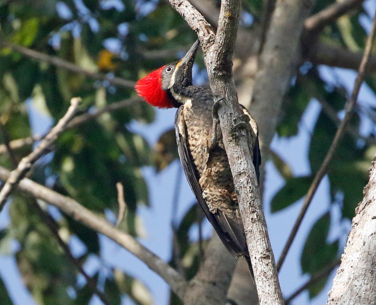Lineated Woodpecker - Don Roberson