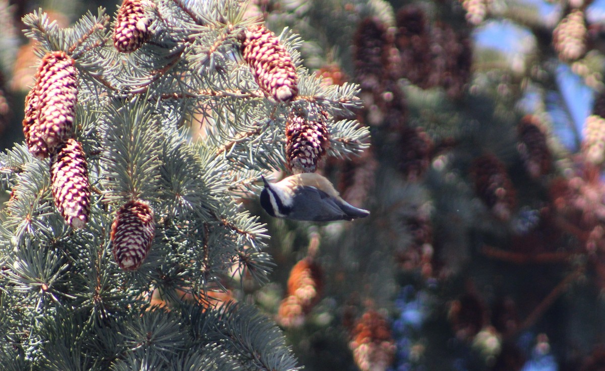 Red-breasted Nuthatch - ML420525111