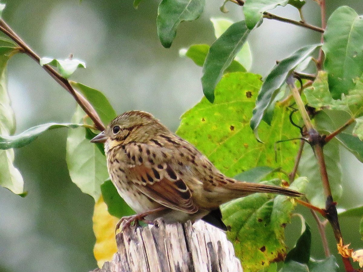 Lincoln's Sparrow - ML420525191