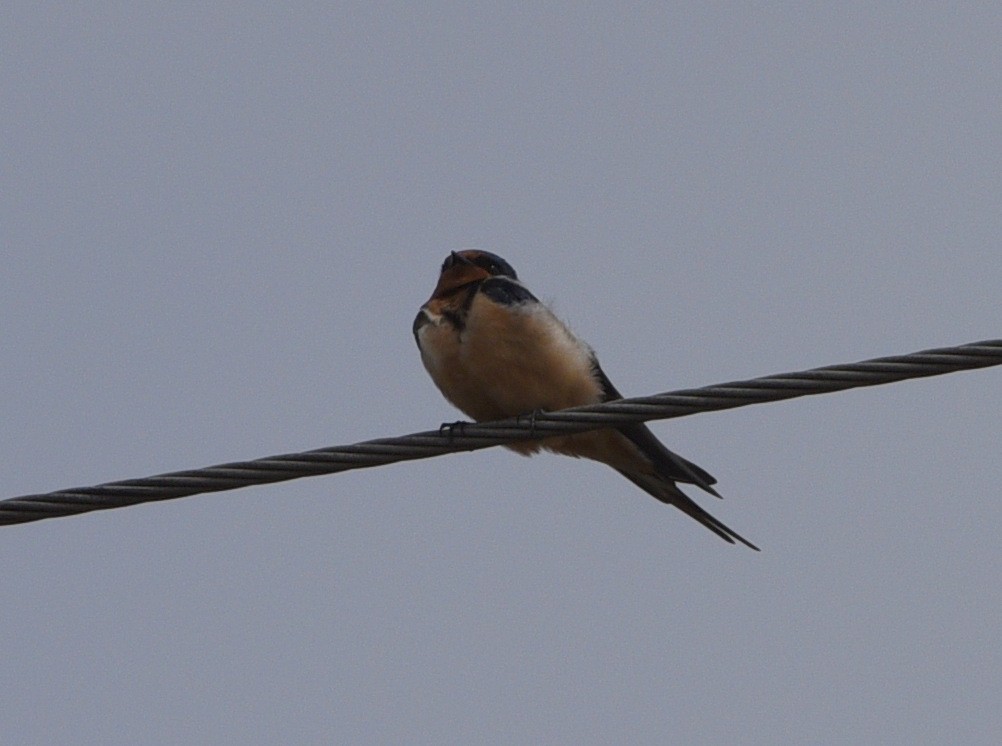 Barn Swallow - Wendy Hill