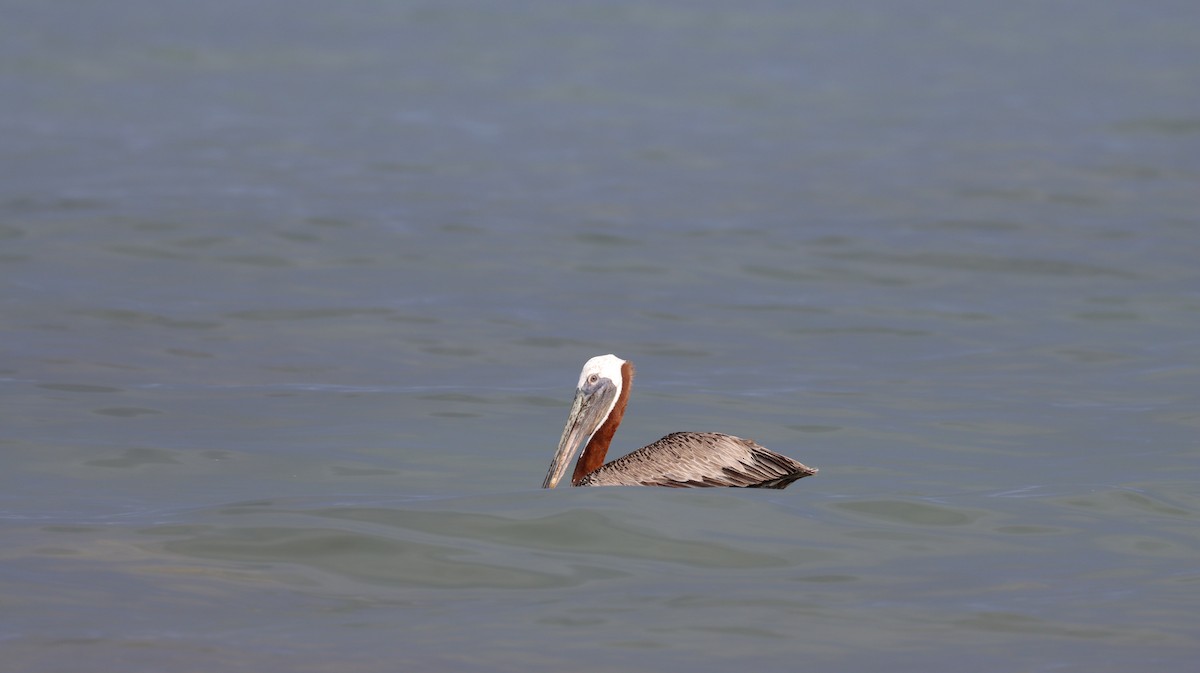 pelikán hnědý - ML420526011