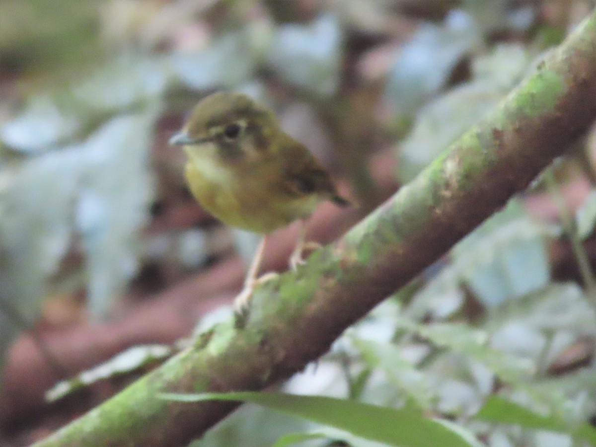 Stub-tailed Spadebill - Alfonso Auerbach