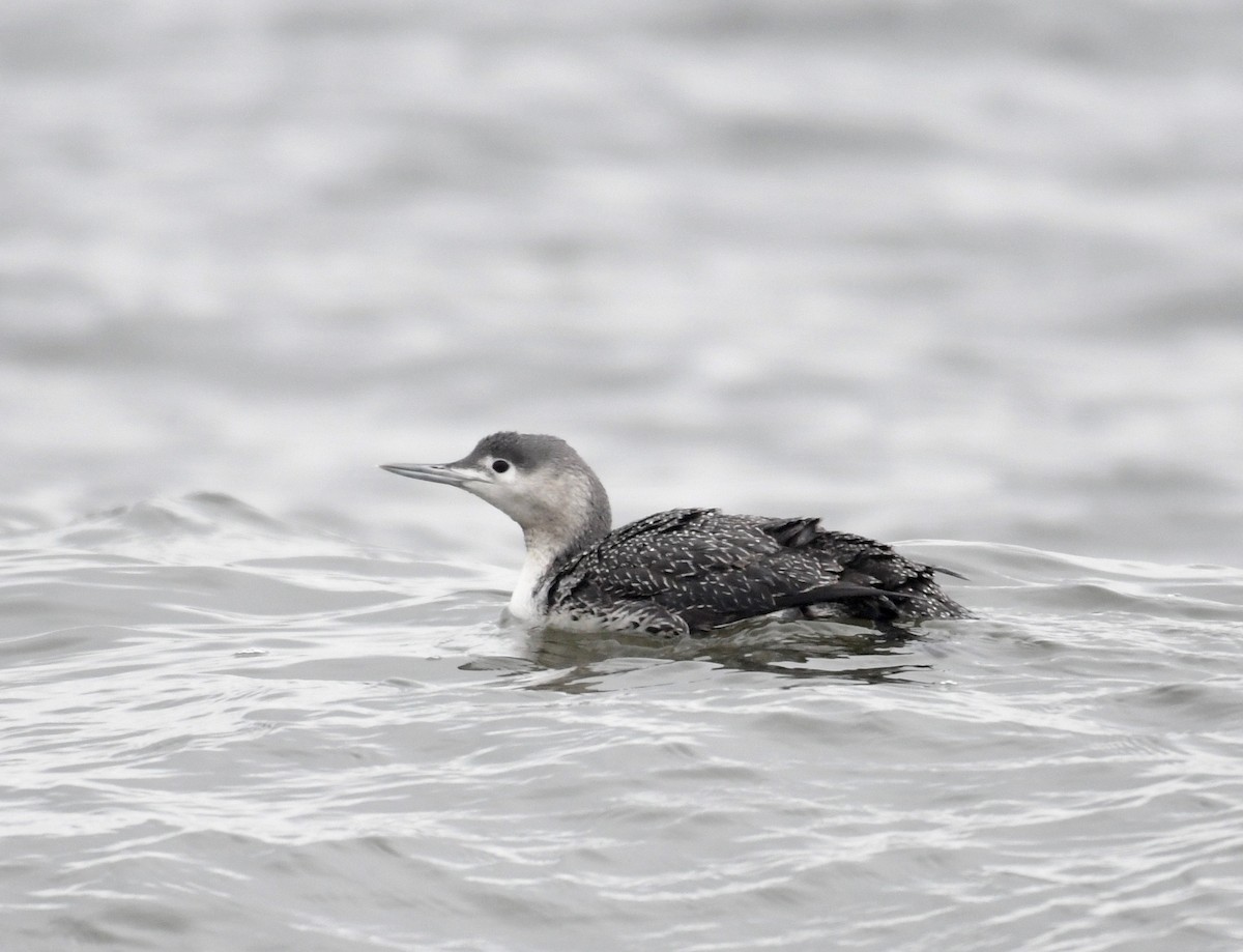 Red-throated Loon - ML420527021