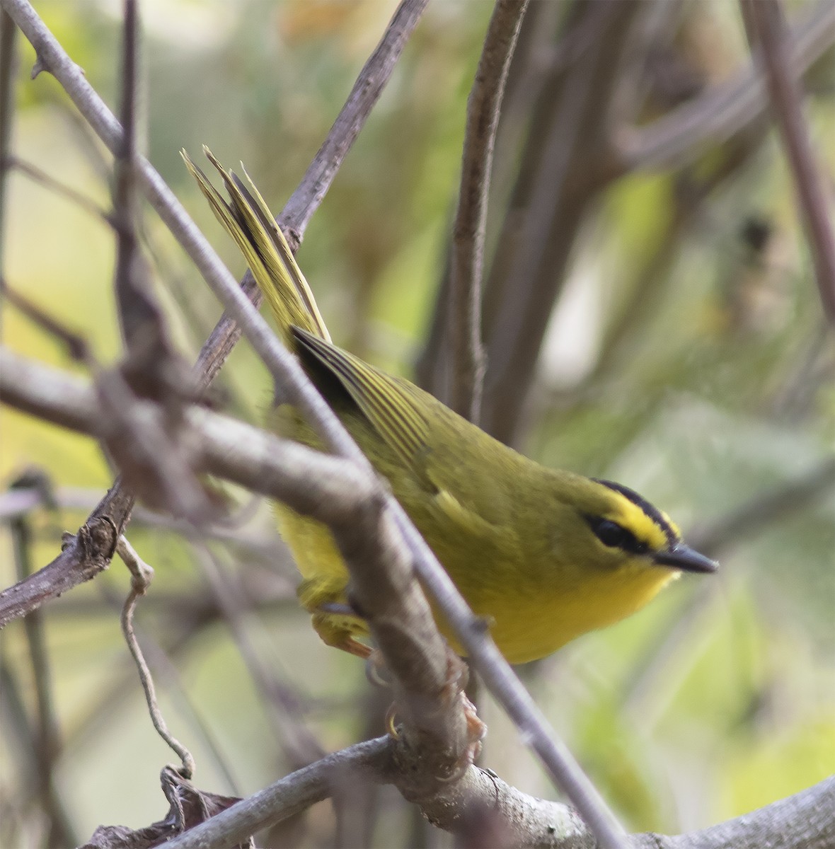 Black-crested Warbler - Gary Rosenberg