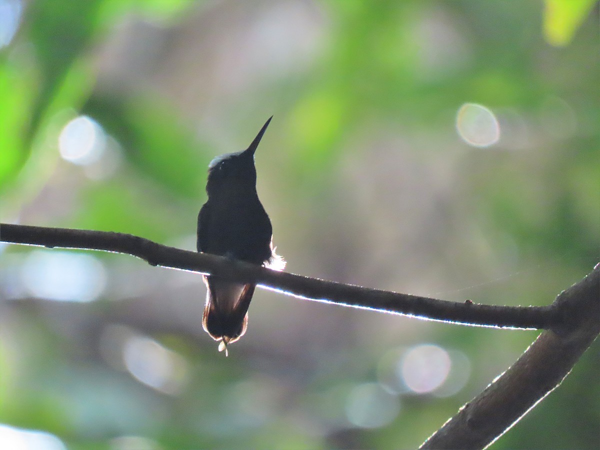 Colibrí Coroniblanco - ML420527511