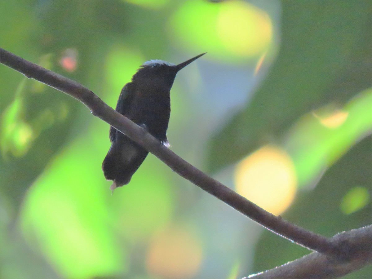 Colibrí Coroniblanco - ML420527581