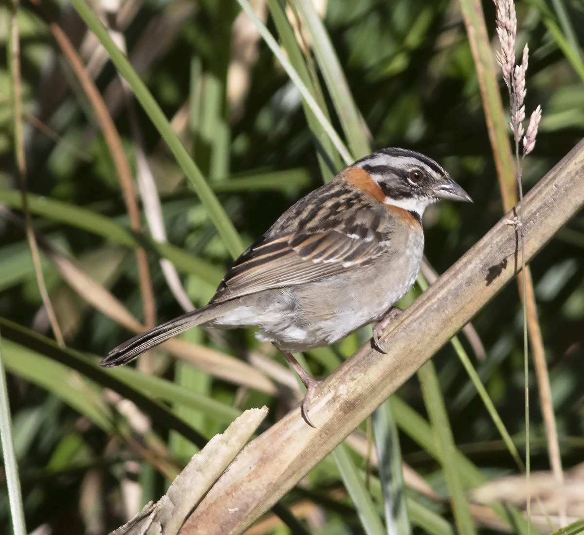 Rufous-collared Sparrow - Gary Rosenberg