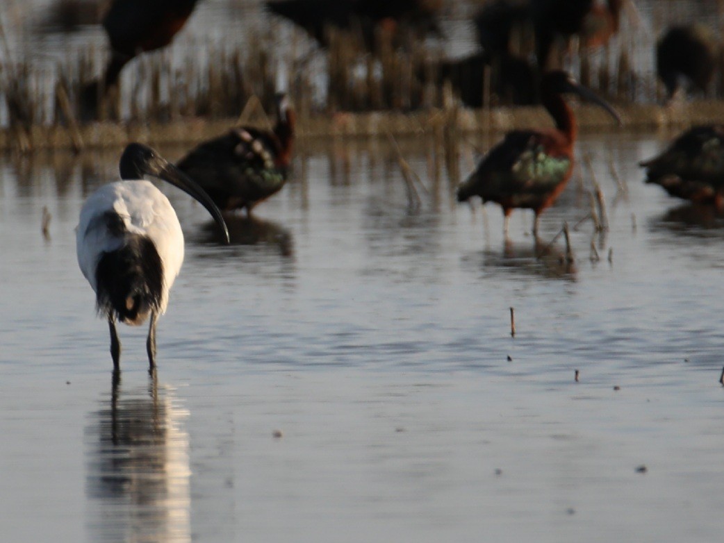 African Sacred Ibis - ML420529571