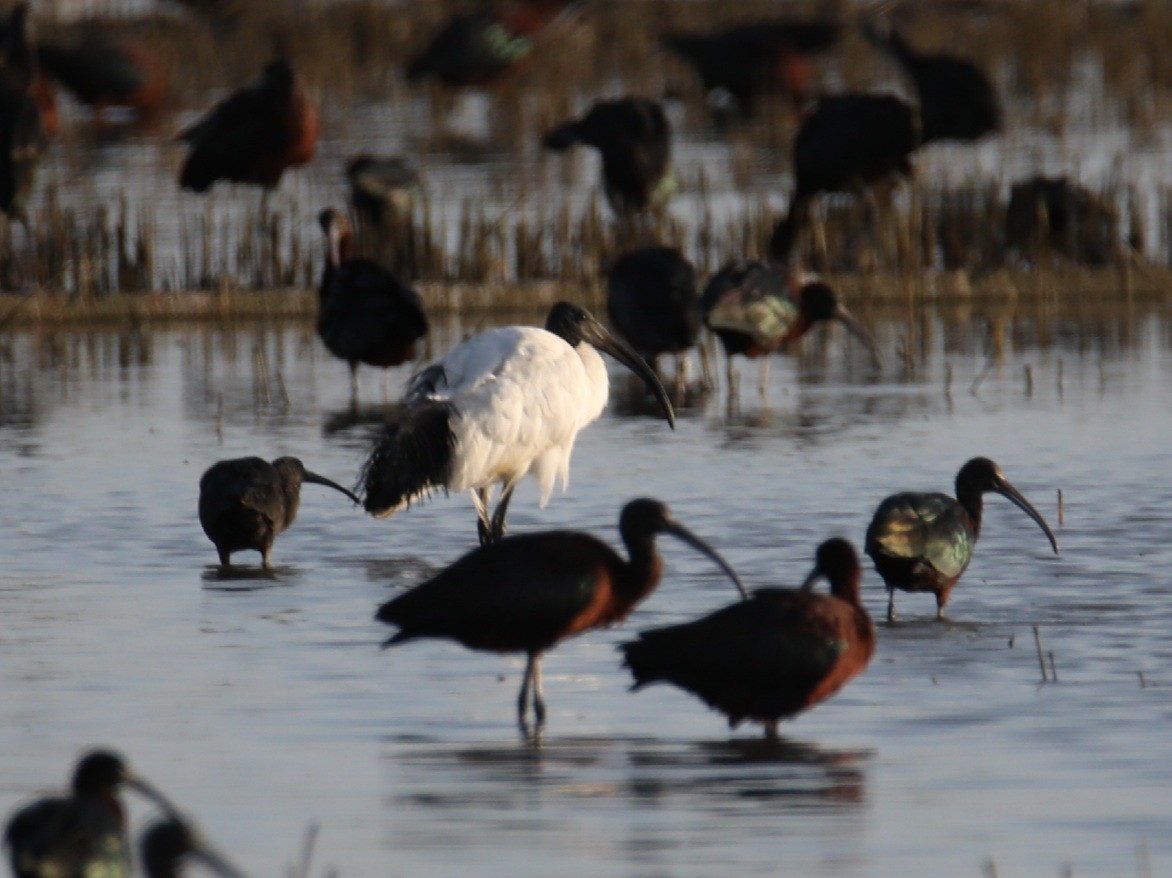 African Sacred Ibis - ML420529611