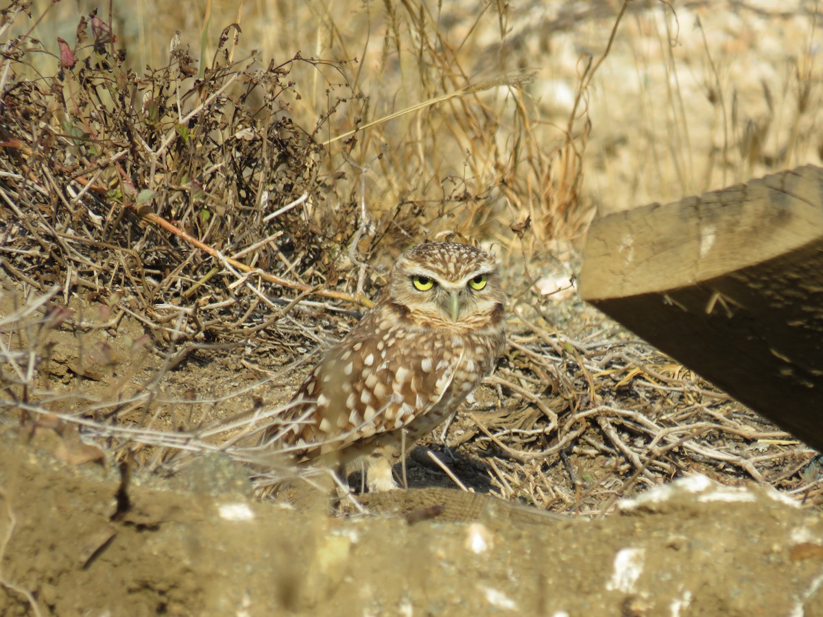 Burrowing Owl - ML420529701