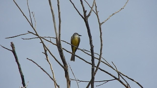 Tropical Kingbird - ML420530721