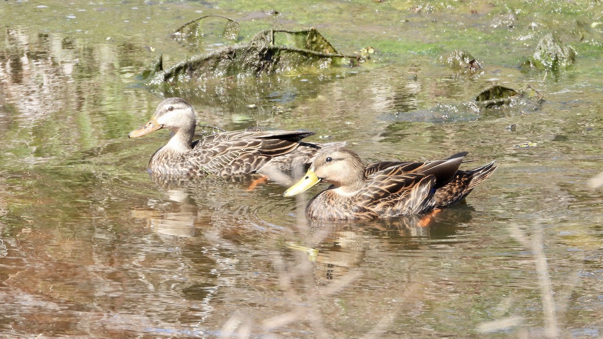 Mottled Duck - Charlotte Chehotsky