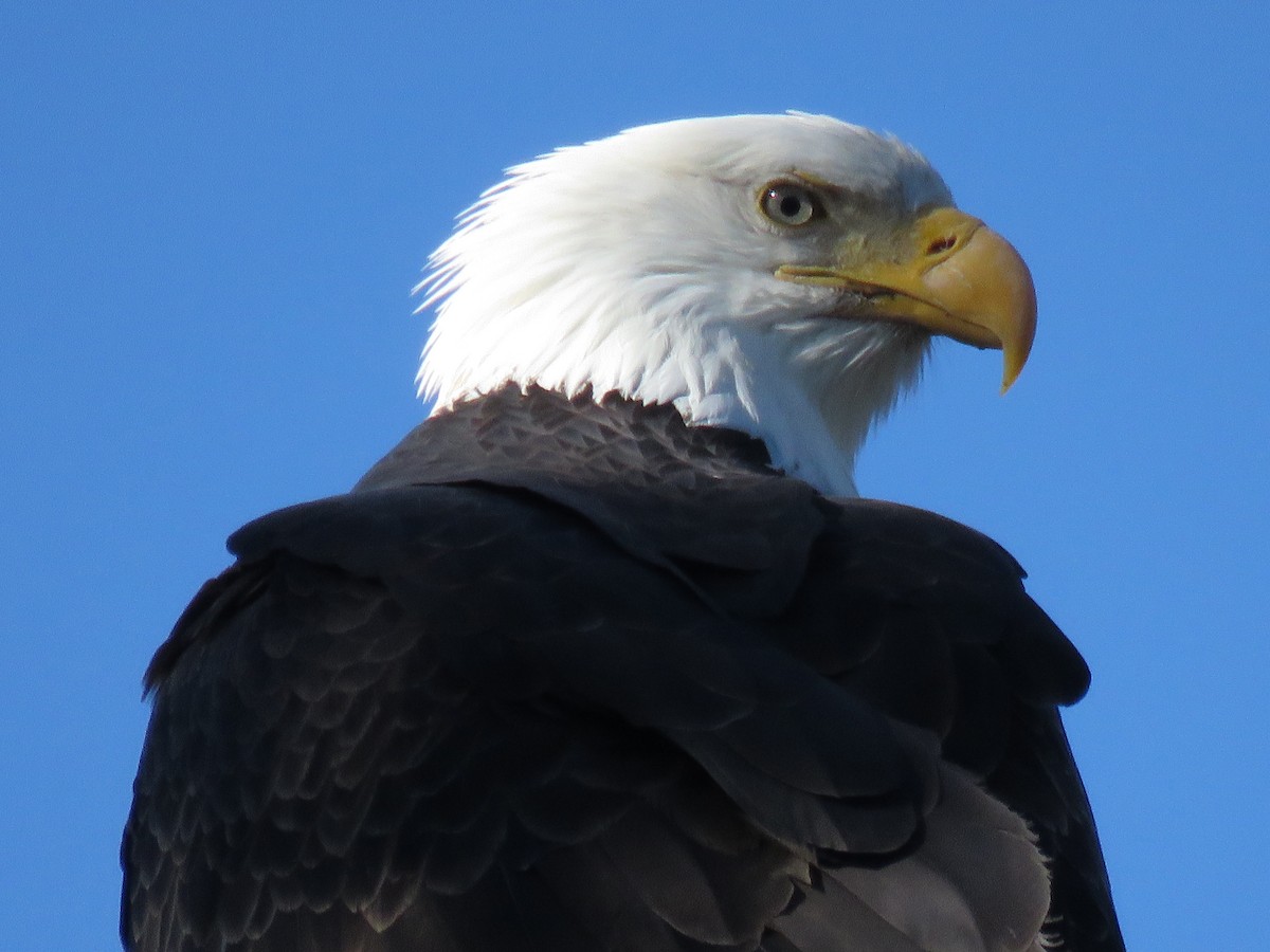 Bald Eagle - ML420531981