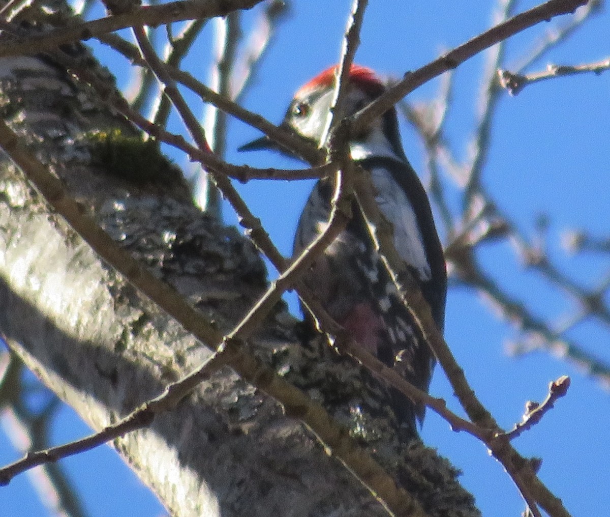 Middle Spotted Woodpecker - ML420532451